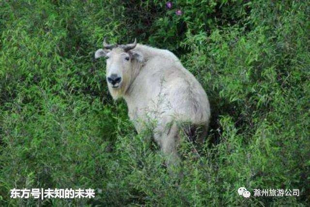 7种罕见的动物, 有一种在中国发现, 还有