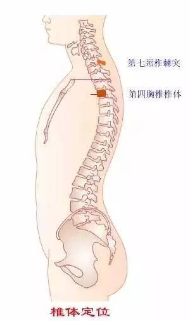 (1)下胸部的棘突与下一个椎体的中部平齐; (2)腰椎棘突与同