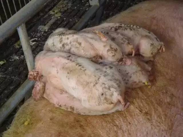 体温正常:寄生虫,非病原