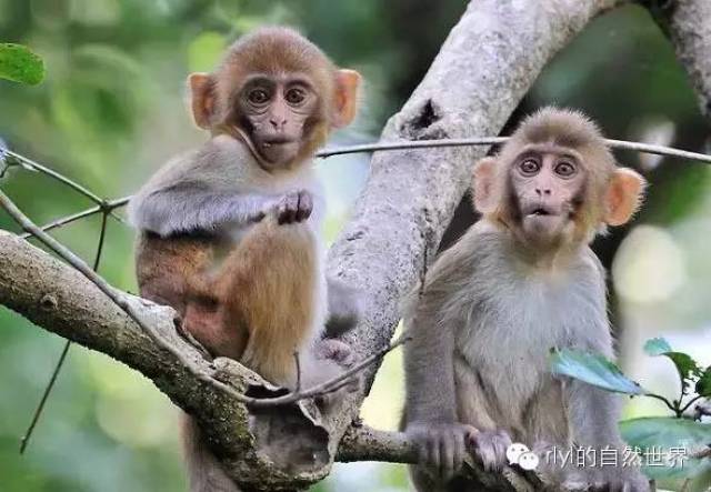 【rlyl物种说】今日--普通猕猴(rhesus macaque)