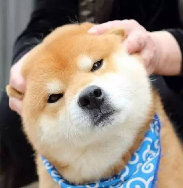 世界上表情最丰富的柴犬 这次二哈输了