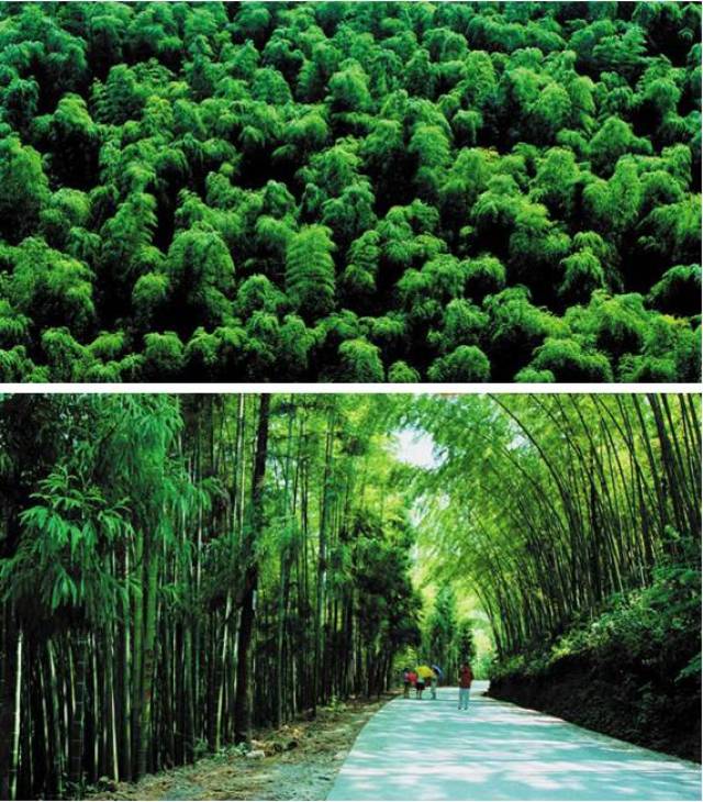 五峰山国家森林公园 位于大竹县东部,又称"竹海公园".