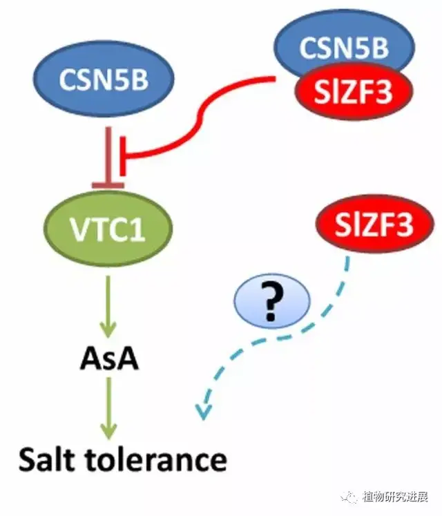 model for the promotion of asa accumulation and salt tolerance