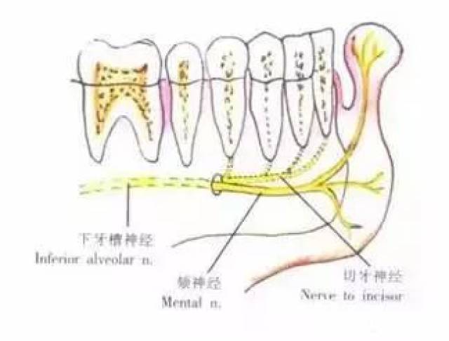 【掌握】口腔颌面外科学常用麻醉方法