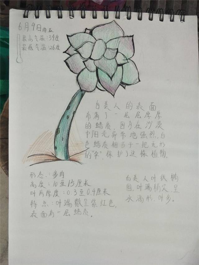 (1)创意手工: 豆子拼贴画,叶脉书签,自然笔记,贺卡diy,树叶拼贴画