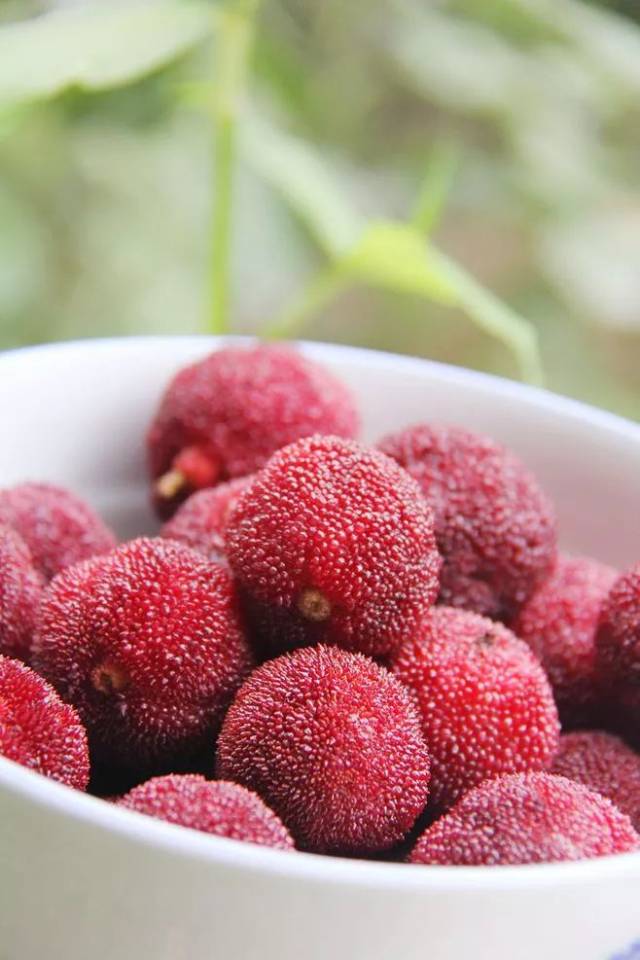 黄连杨梅猜成语_杨梅演员(2)