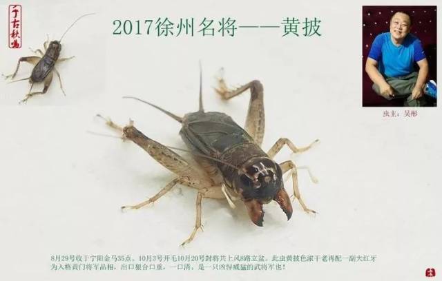 季后收藏:2017徐州蟋蟀功虫名将录