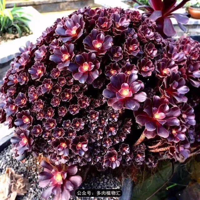 梅花柏迪:拉丁文:aeonium plum purdy 父母本:墨法师×香炉盘 韶羞和