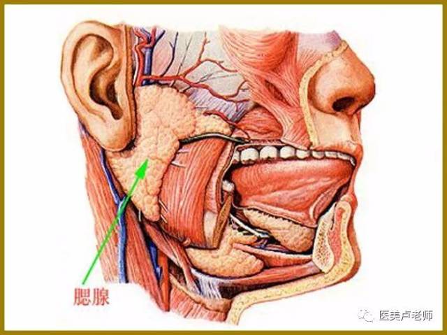自上而下为面神经颧支,面横动脉,面横静脉,面神经上颊支,腮腺导管和面