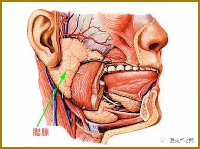 腮腺咬肌部位的解剖