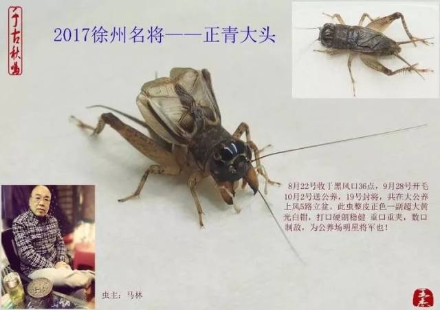 季后收藏:2017徐州蟋蟀功虫名将录