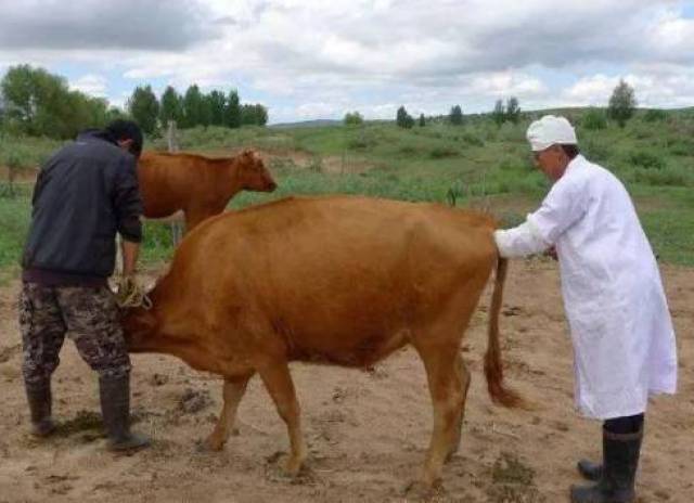 肉牛配种小技巧,你都知道嘛?