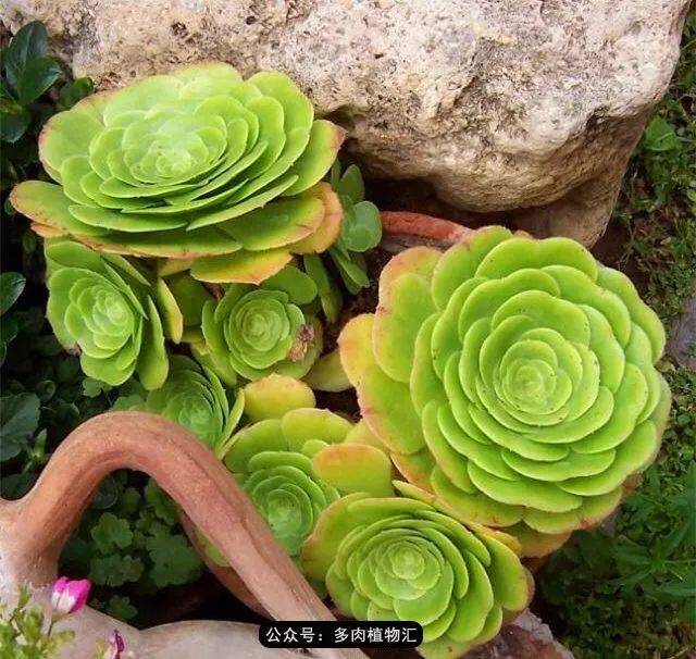 你家的法师上榜了吗?