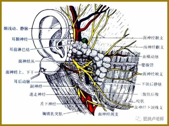 腮腺咬肌部位的解剖