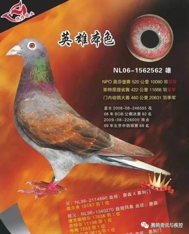 红轮在种鸽体系中的作用