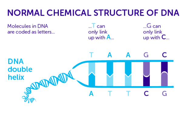 高中生物告诉我们,组成dna的atgc四种碱基可以随机排列形成64种不同的
