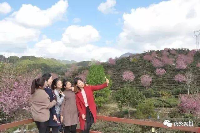 景东大街镇将举办观赏樱花系列活动,2018让我们相约大街!