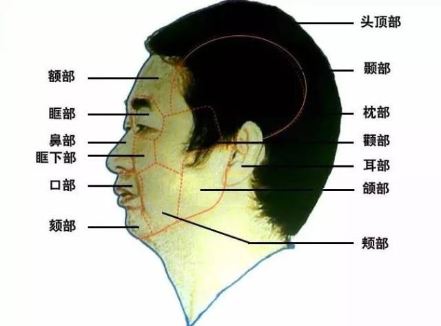面颈部分区:上面部,中面部,下面部/颈部