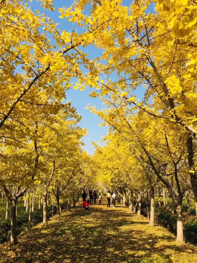 满地翻黄银杏叶,吴中收藏了这个初冬最美的童话