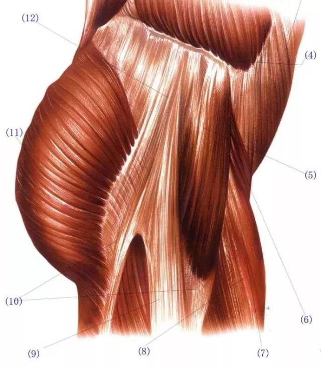 臀部浅层与深层肌肉解剖