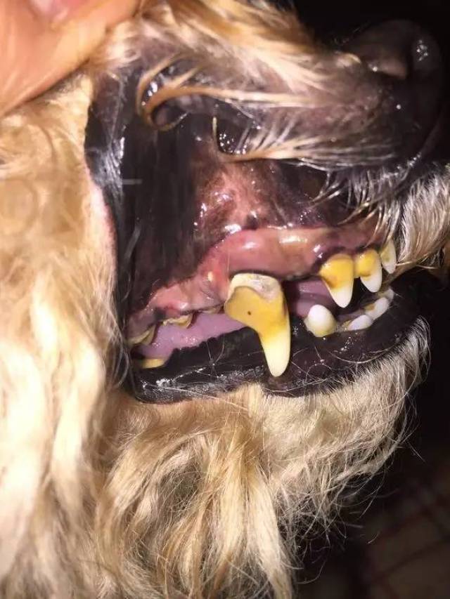 三岁狗狗牙齿就开始脱落,扒开嘴巴发现它的牙齿就像玉米粒!