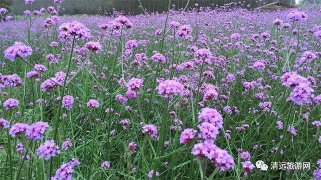 世界上最好看的花海 b6f439e04145438cac8e7f6ba089abf2.jpeg