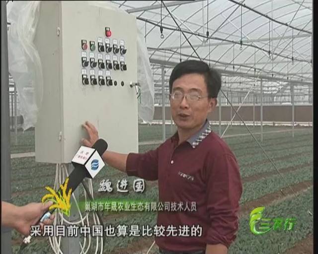 巢湖槐林:大棚育茶苗 两季效益高