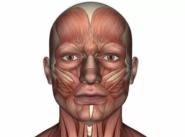 【整外干货】颜面部解剖图示