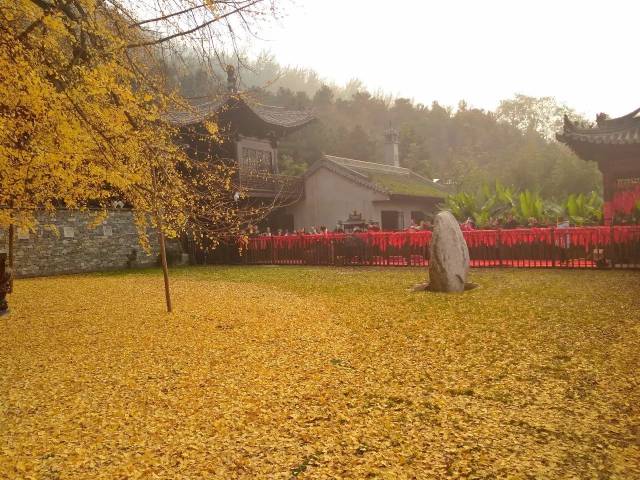 一地黄金 | 西安古观音禅寺千年银杏树