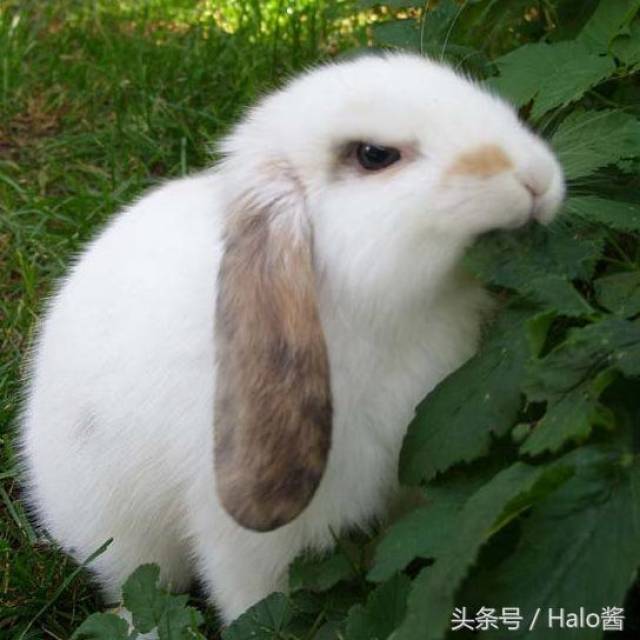 兔兔吃到难吃叶子瞬间蒙圈!表情包引爆歪国网友p图大战