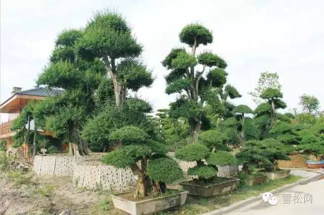 深度分析:常州夏溪花木市场