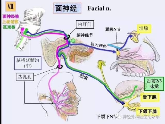 面神经的分布与保护