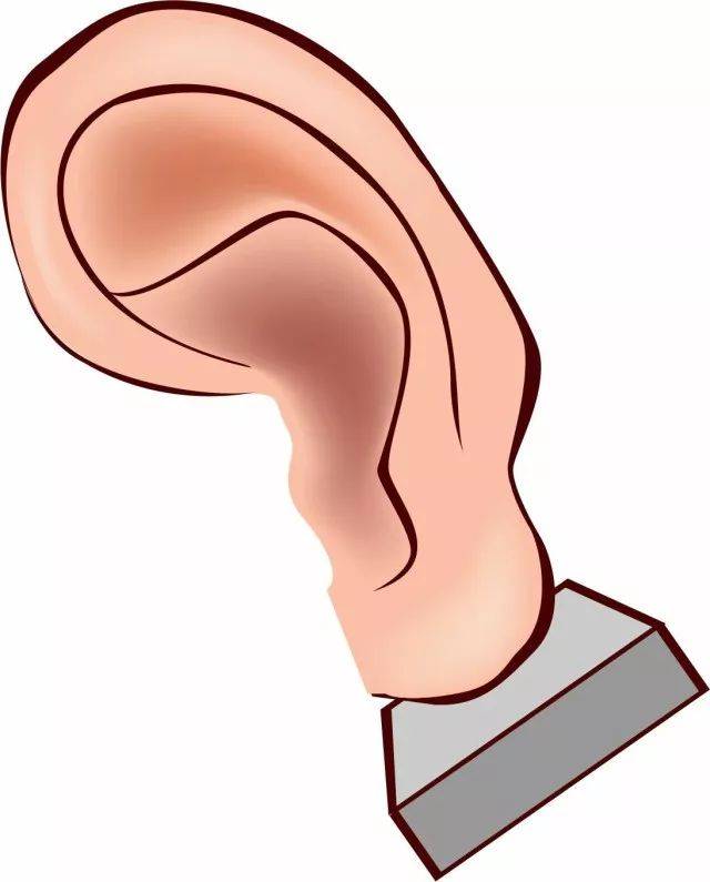 耳朵   ear