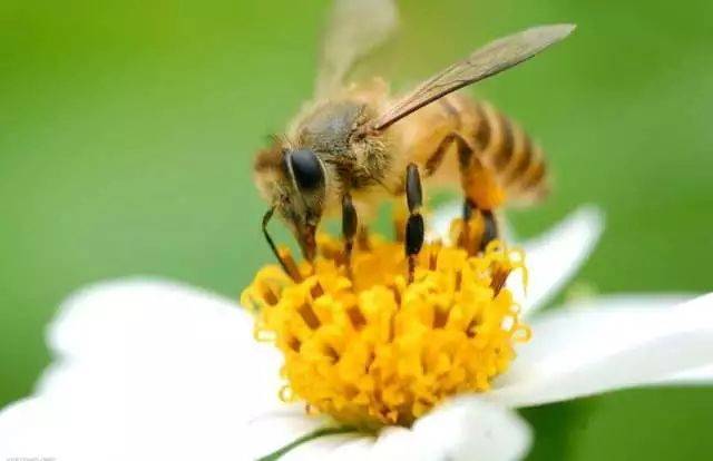 让我们也做一只勤劳有爱的小蜜蜂,为大家酿造甜蜜的幸福!