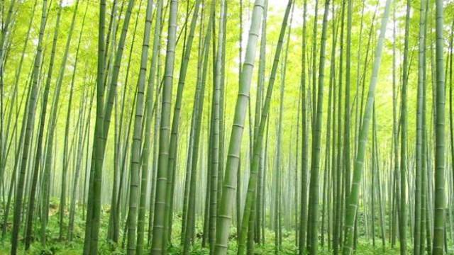 是否会在茶山竹海的仙境中逗留不前