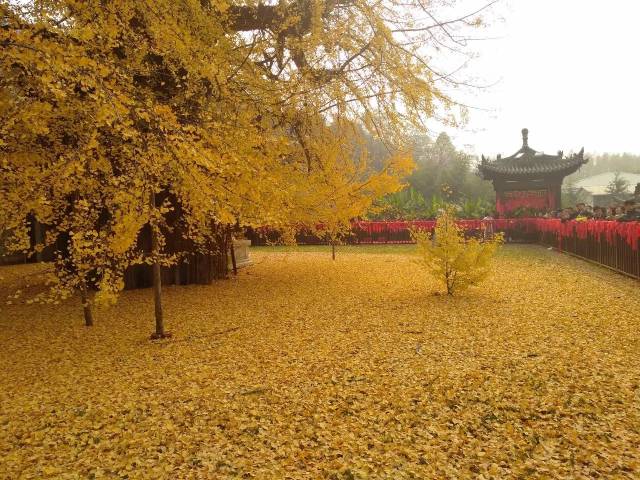 一地黄金 | 西安古观音禅寺千年银杏树