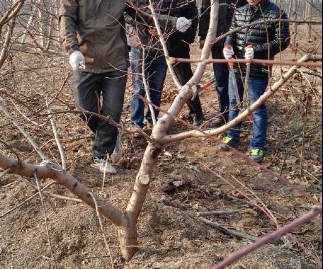 桃树在修剪之前你应该了解的几个关键问题