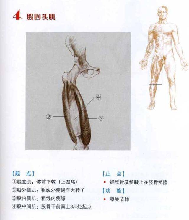 如何快速拉伸开腿部的韧带?了解腿部肌肉,成年人也能拉开韧带!