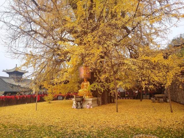 一地黄金 | 西安古观音禅寺千年银杏树