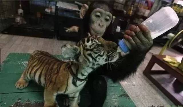 喂小老虎喝奶的猩猩妈妈