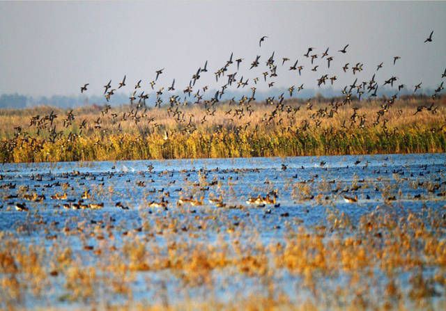 最美湿地:北大港湿地自然保护区