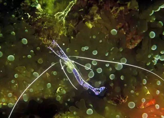 神奇的动物世界 | 几乎完全透明的虾——佩德森清洁虾