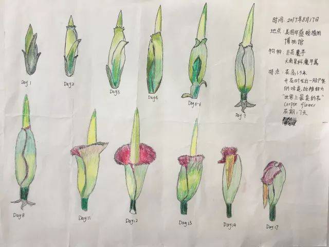 三等奖 七年级 朱高洁 获奖名单 一等奖 《蚕豆的自然笔记》四年级