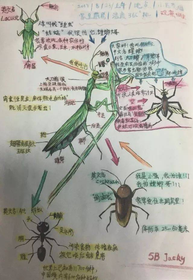 科学松果会首届自然笔记大赛获奖名单出炉