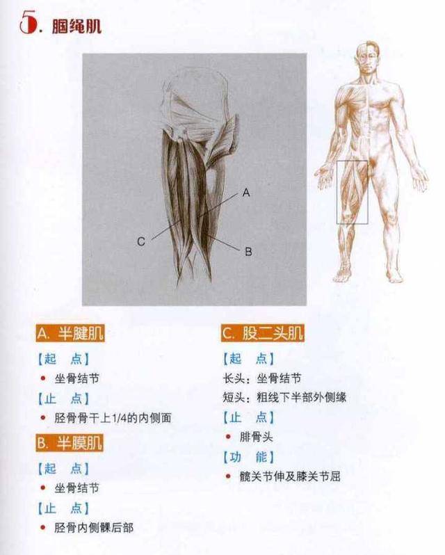 接下来介绍股四头肌和腘绳肌主要放松方式,动作将围绕着伸和屈这两个