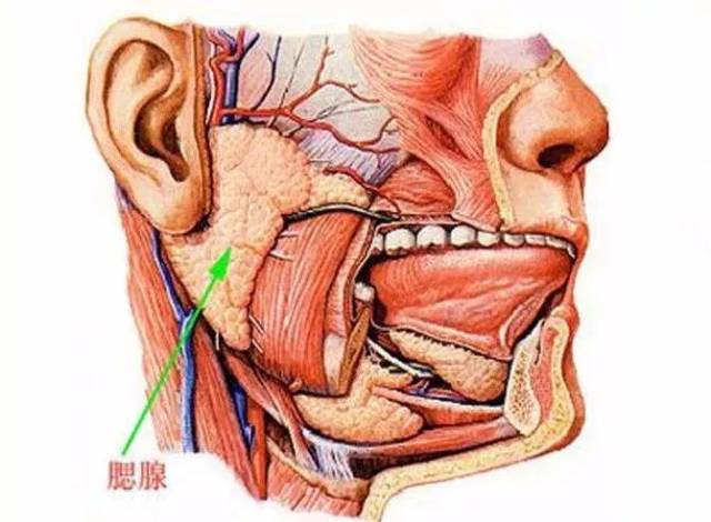 3 腮腺周边的结构 主要是腮腺浅叶前,后,上三缘和下端辐射出来诸结构