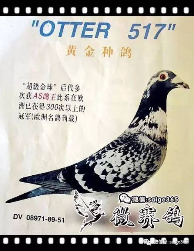 【图集】97年珍贵照片,詹森原棚种鸽.