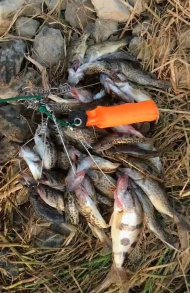 长江路亚高手,百元一斤的野鱼,一次钓几十斤