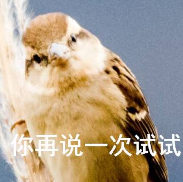国外这组卖萌的表情包火了!贵州梵净山的鸟也坐不住了