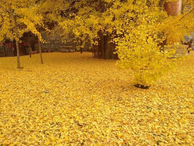 一地黄金 | 西安古观音禅寺千年银杏树